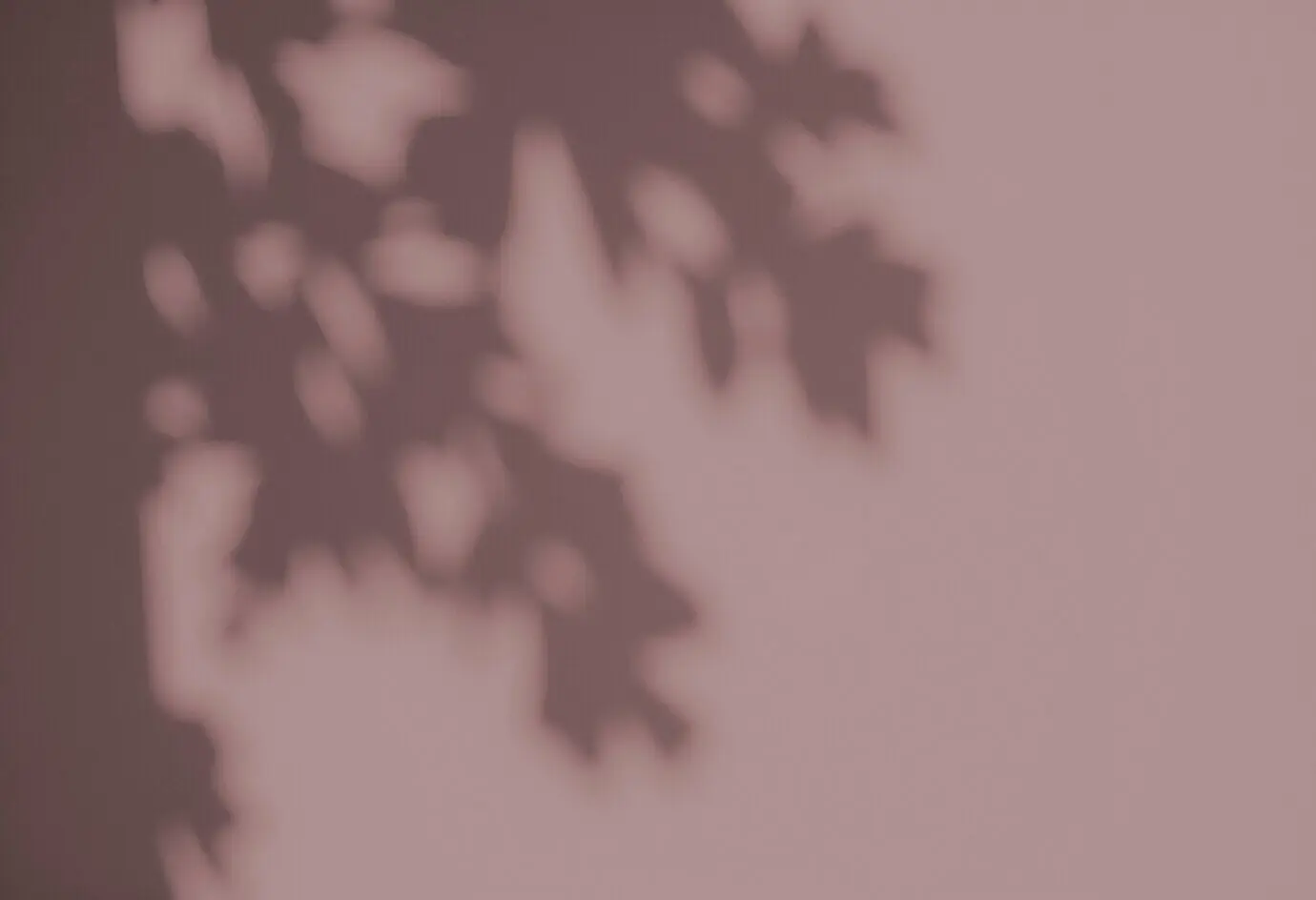 Schatten von Blättern an einer Wand